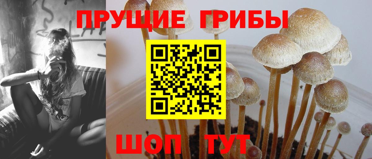 Псилоцибиновые грибы Magic Shrooms  Вход с VPN  продажа наркотиков  Иркутск  Псилоцибиновые грибы MAGIC MUSHROOMS 